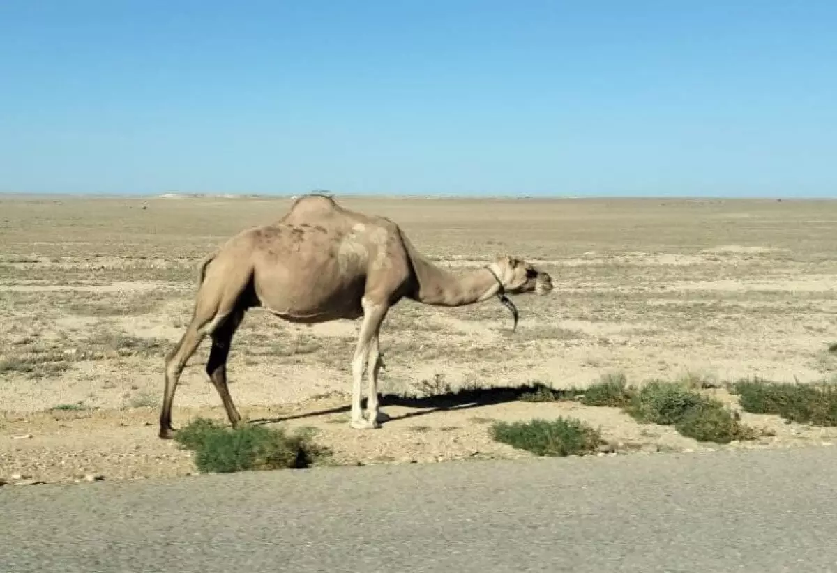 В Атырауской области каракурты убили 90 верблюдов