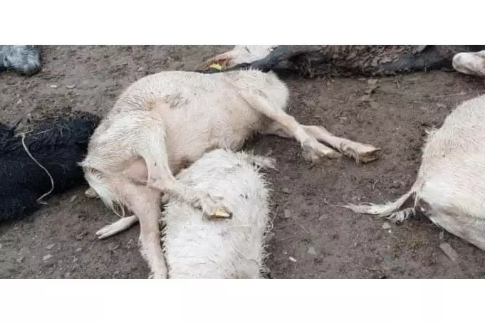 Проверка начата по факту массового падежа скота в Западно-Казахстанской области