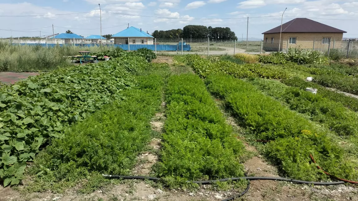 Зеленая инициатива: школа в области Абай закладывает яблоневый сад и строит теплицу