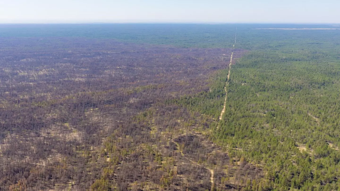 Вместо леса – выжженная степь: как восстанавливают сосновый бор в «Семей орманы»