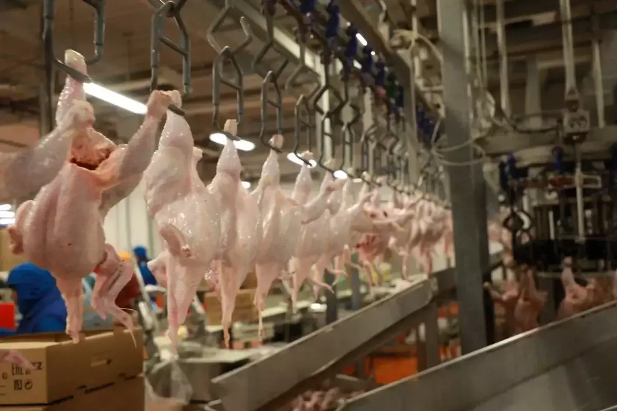 Свыше 35 тонн мяса из Китая уничтожили в Казахстане