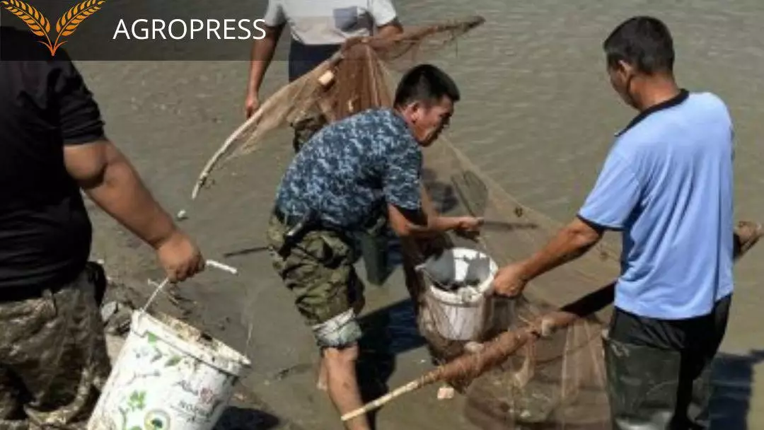 Более 520 тысяч штук молоди рыб спасено из канала Сары-озек