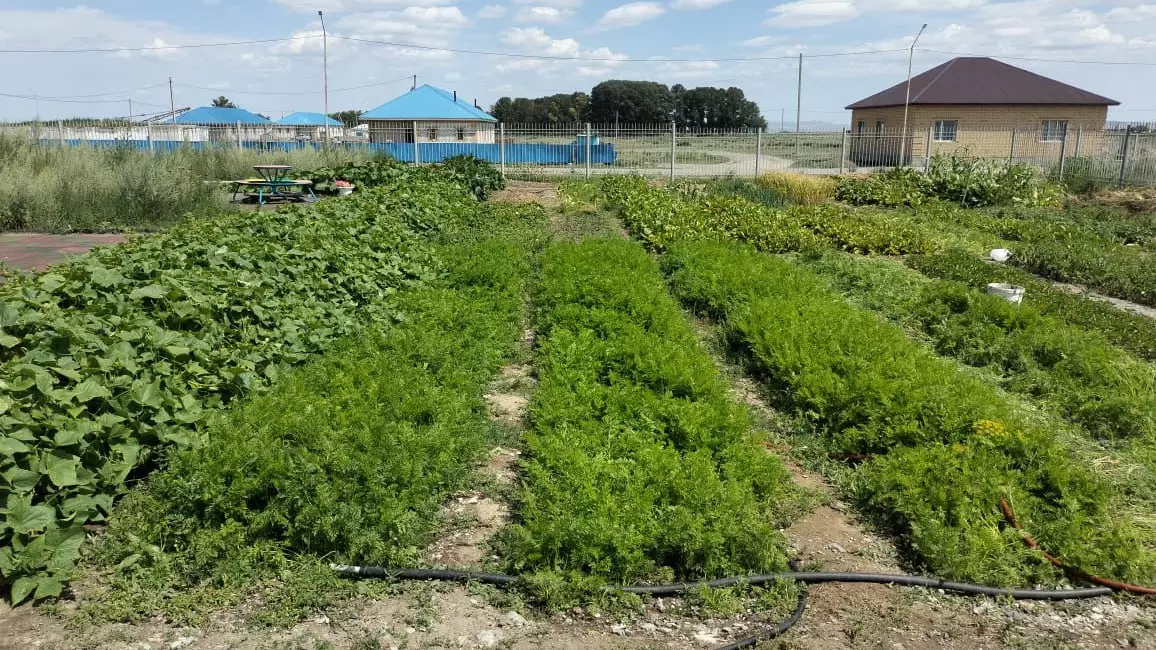 Зелёная инициатива: школа в области Абай закладывает яблоневый сад и строит теплицу