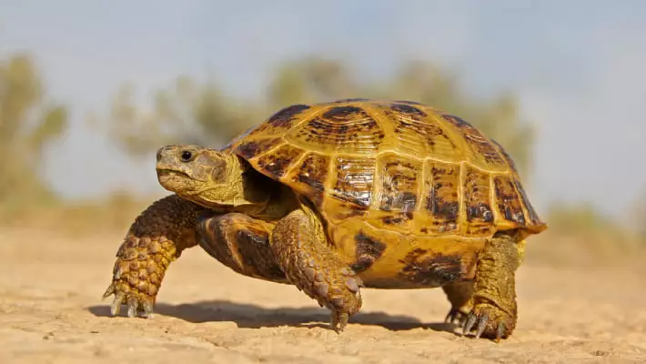 В Кашкадарье мужчины насильно накормили краснокнижную черепаху насваем