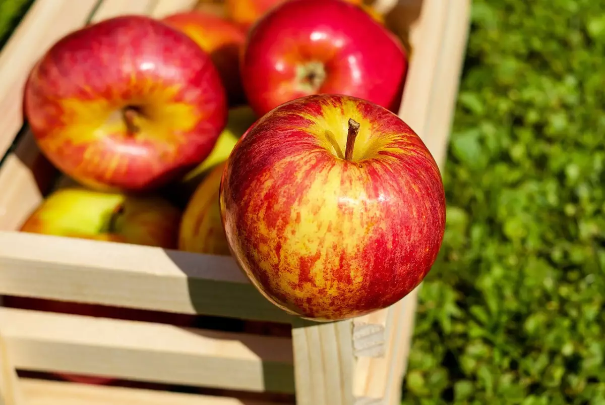Разработать национальный стандарт для яблони сорта Апорт предложили в Казахстане