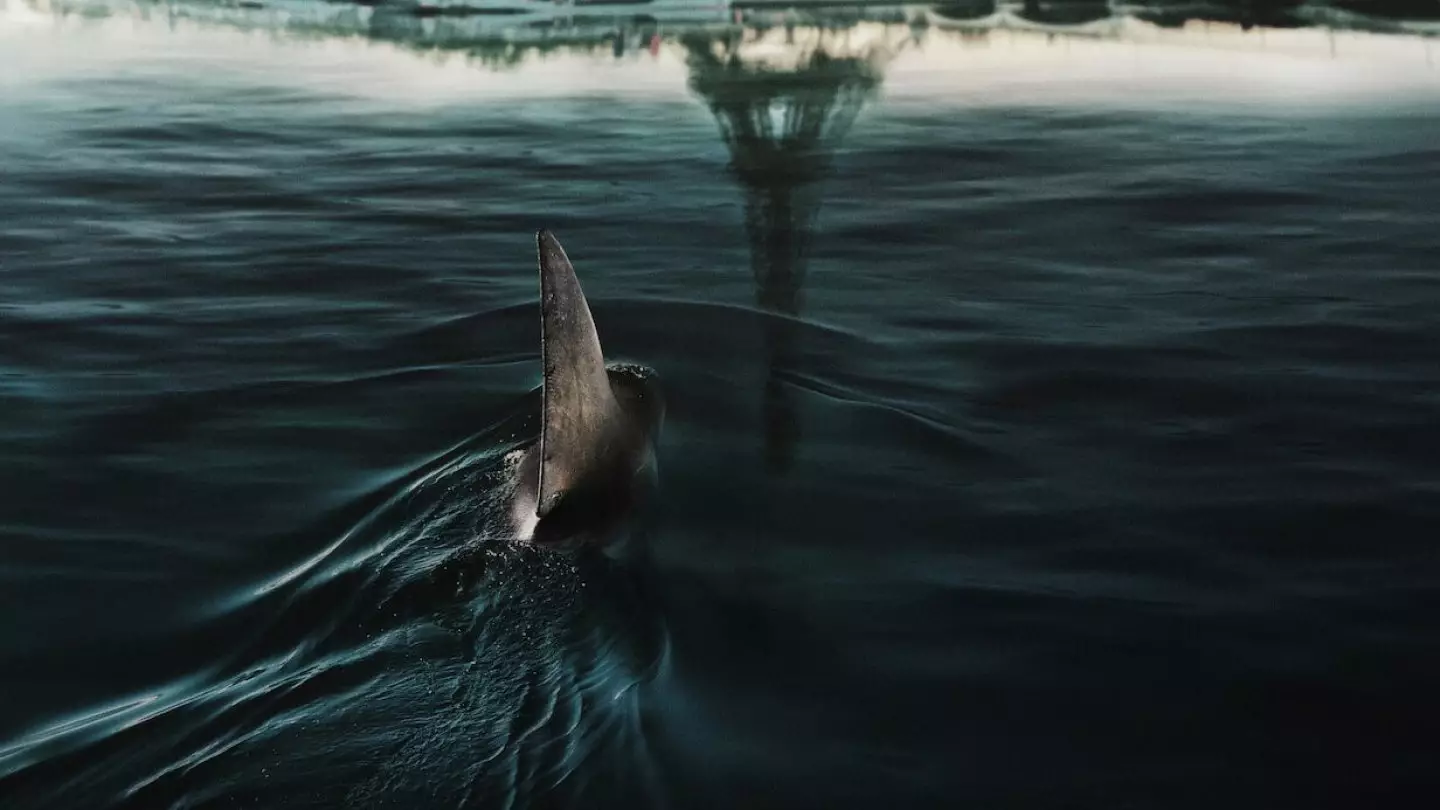 Фильм «Акулы в Париже»: предолимпийская рефлексия Франции