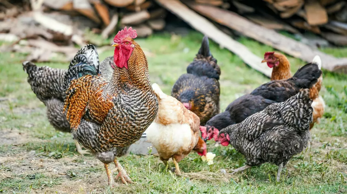 Более 35 тонн незаконного мяса птицы уничтожили в Казахстане