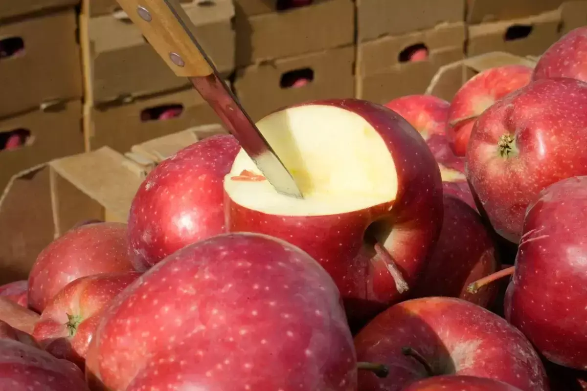 Яблоки сорта Апорт будут выращивать по национальному стандарту