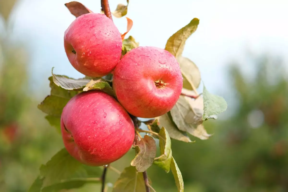 Национальный стандарт для яблони сорта апорт предложили разработать в Казахстане