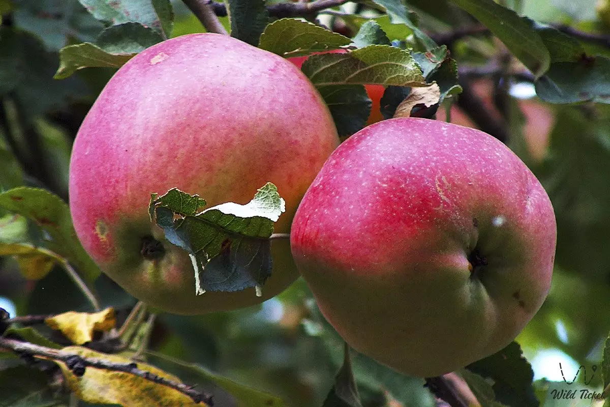 Национальный стандарт для яблони сорта апорт разработают в Казахстане