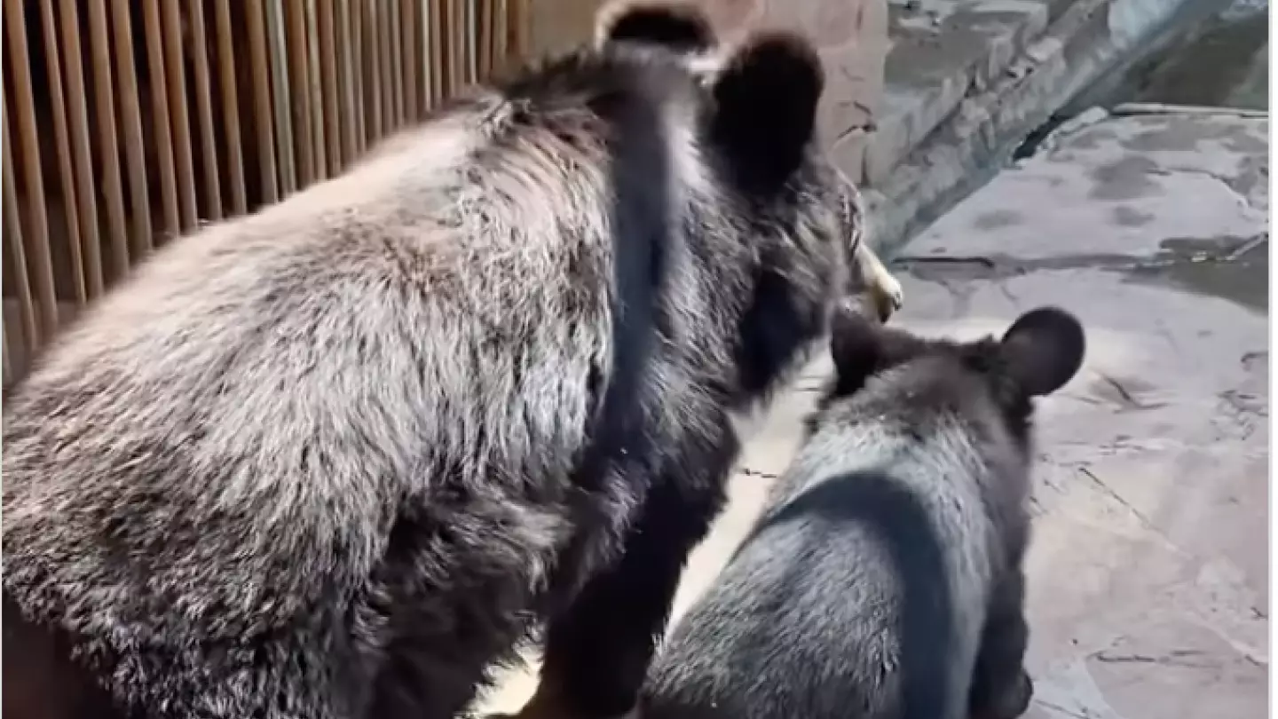 Мимимишность зашкаливает: в зоопарке Алматы выбрали имена для гималайских медвежат