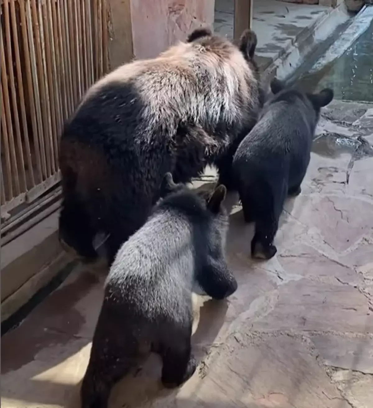Двум гималайским медвежатам в зоопарке Алматы дали имена