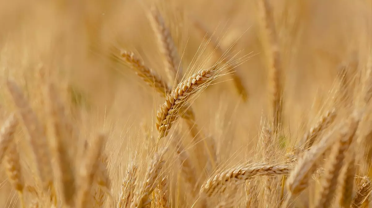 Казахстан планирует поставлять 1 млн тонн зерна в Азербайджан