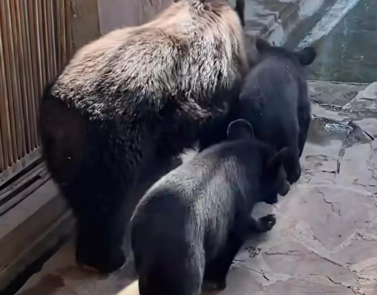 В зоопарке Алматы дали имена двум гималайским медвежатам