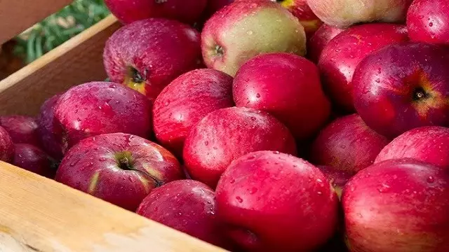 Разработать национальный стандарт для яблони сорта Апорт предлагают в Казахстане