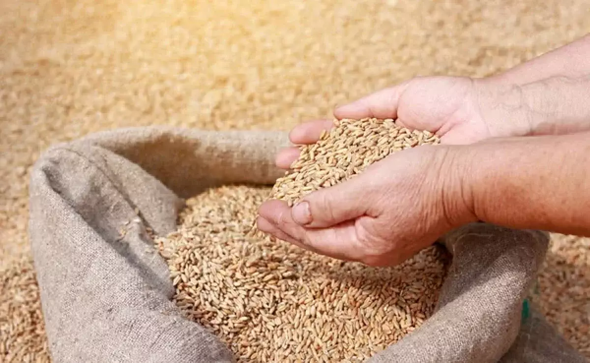 Пшеницу не будут ввозить в Казахстан до конца года