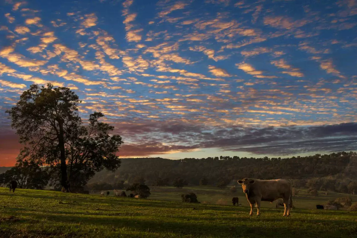 От Франции до Швейцарии: Элитные породы коров разводит акмолинский фермер