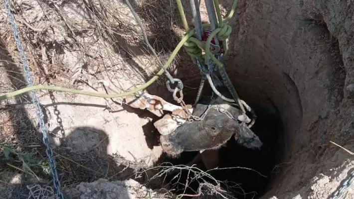 В Джизакской области спасатели вытащили корову из 10-метрового колодца