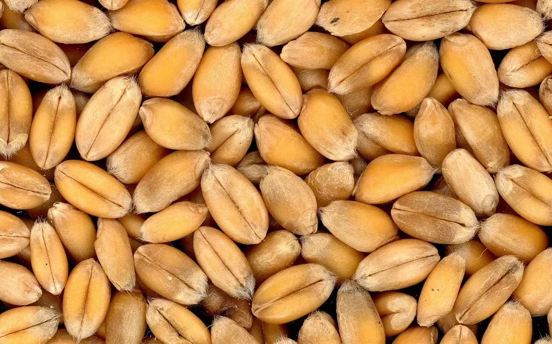 Казахстан нарастил импорт пшеницы из России вопреки запрету на ввоз