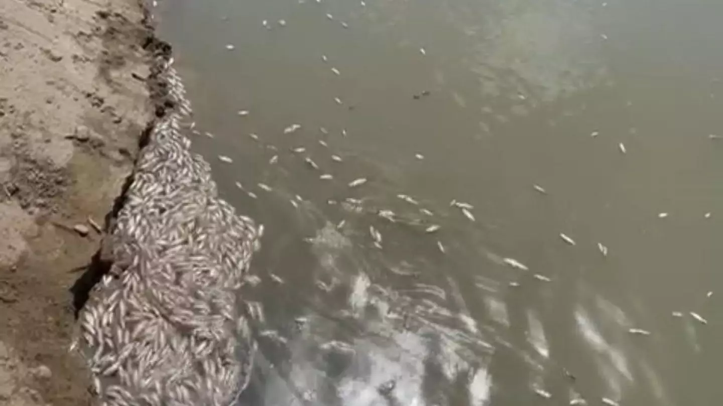 В Атырау гибнет рыба