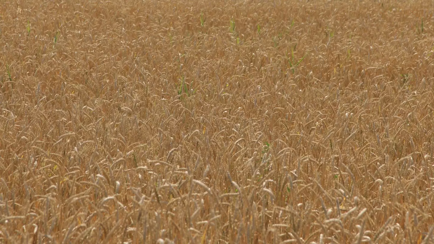 Казахстан вводит полный запрет на ввоз пшеницы из-за рубежа