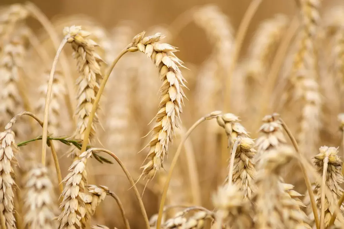 Казахстан вводит полный запрет на импорт пшеницы