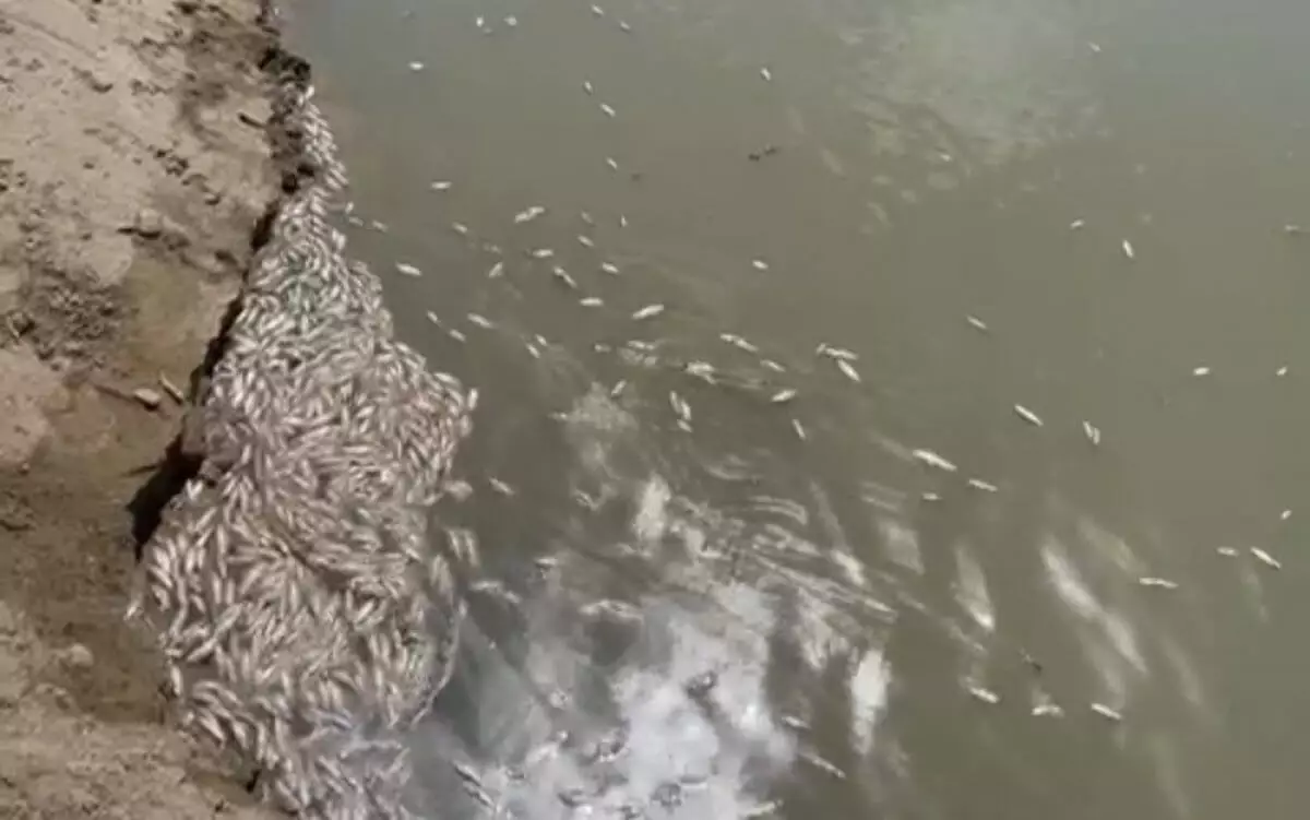 Массовая гибель рыбы произошла в Атырау