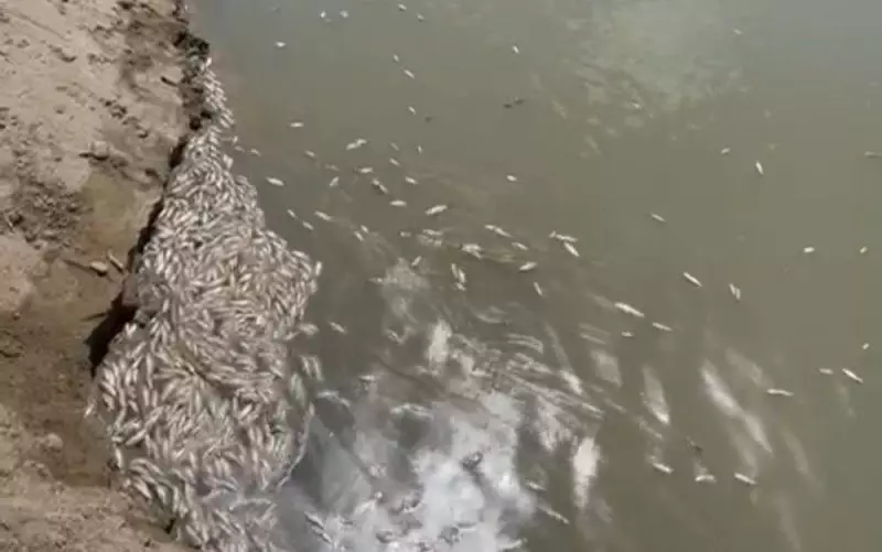 В Атырау выявили массовую гибель рыбы