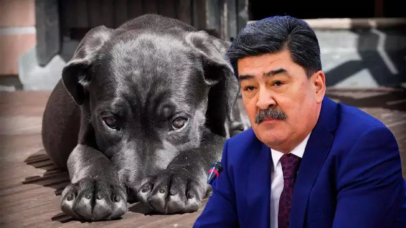 Собак давят, режут, поджигают: боятся ли живодеры закона в Казахстане, ответил министр