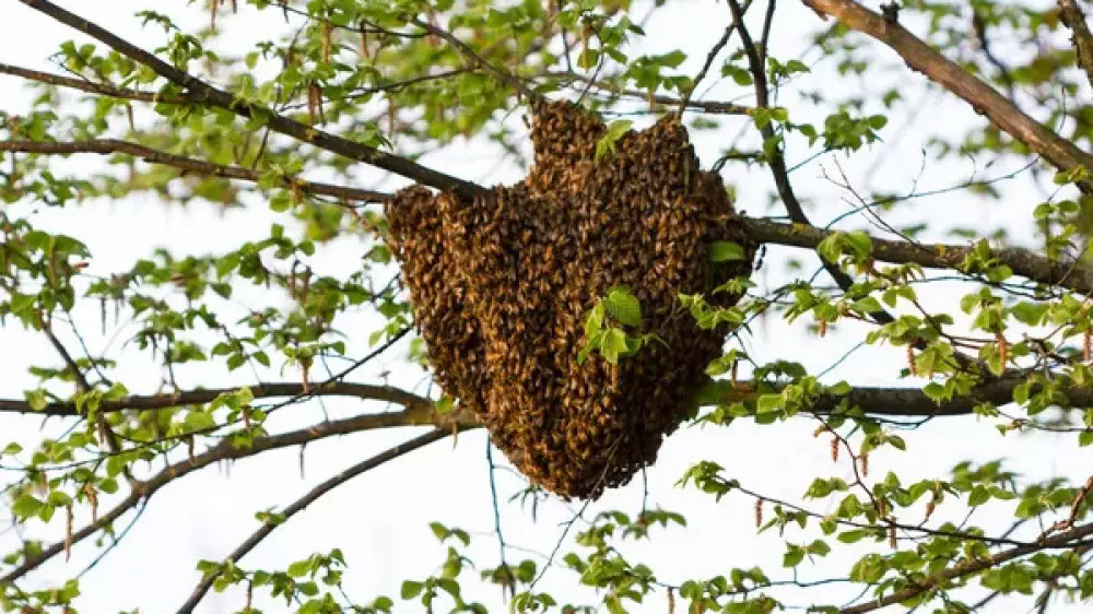 Ни одного укуса: турист скончался после нападения роя пчел в Италии