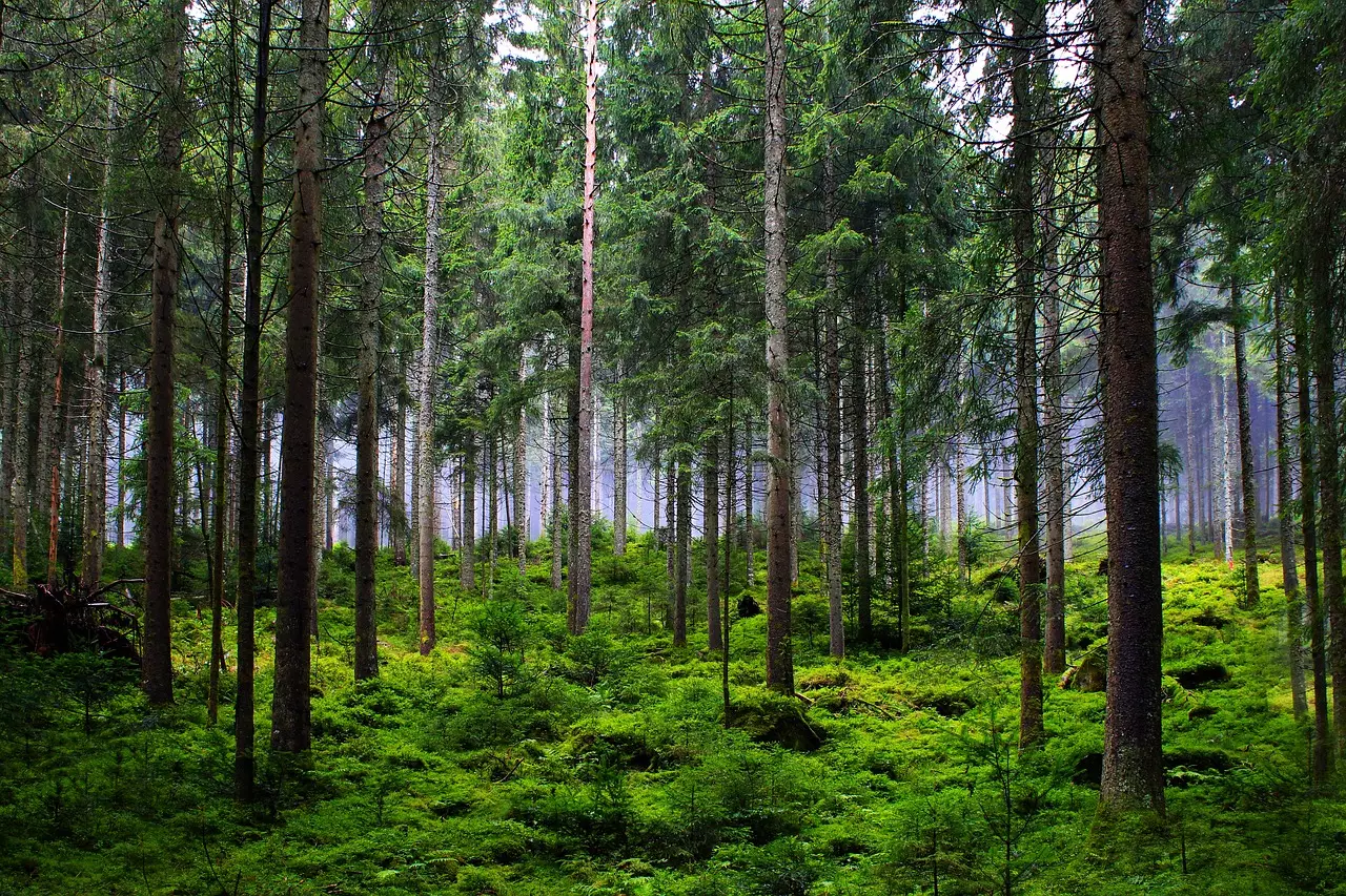 Акиматы затягивают оснащение лесных учреждений спецтехникой на Т45 млрд – Бозумбаев