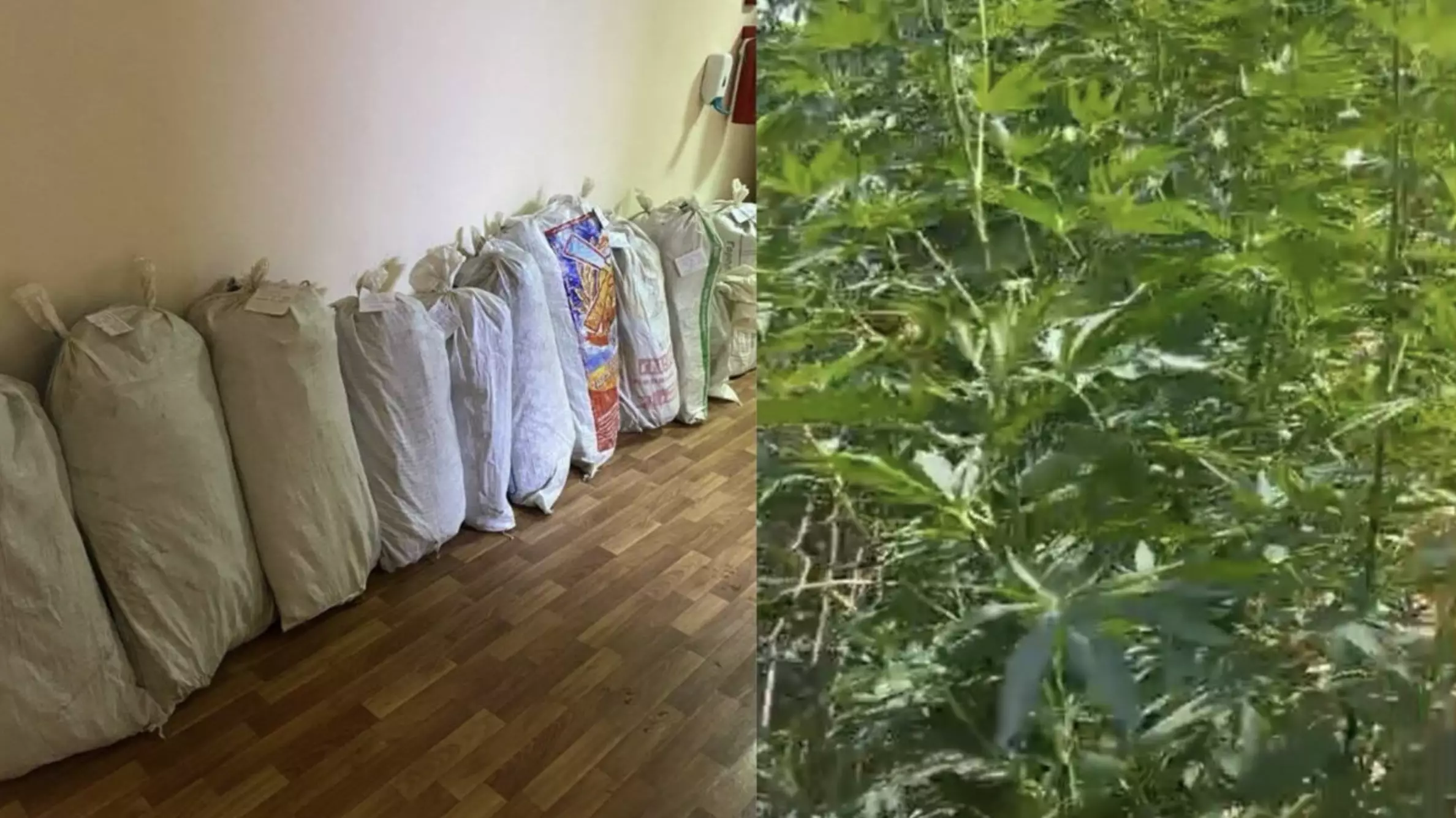 Около 300 кустов конопли изъяли у жителя в Туркестанской области  