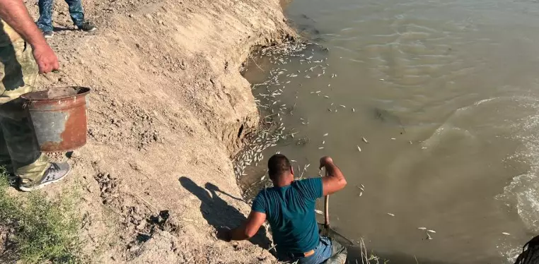 Почти 30 кг рыбы погибло в канале Атырауской ТЭЦ