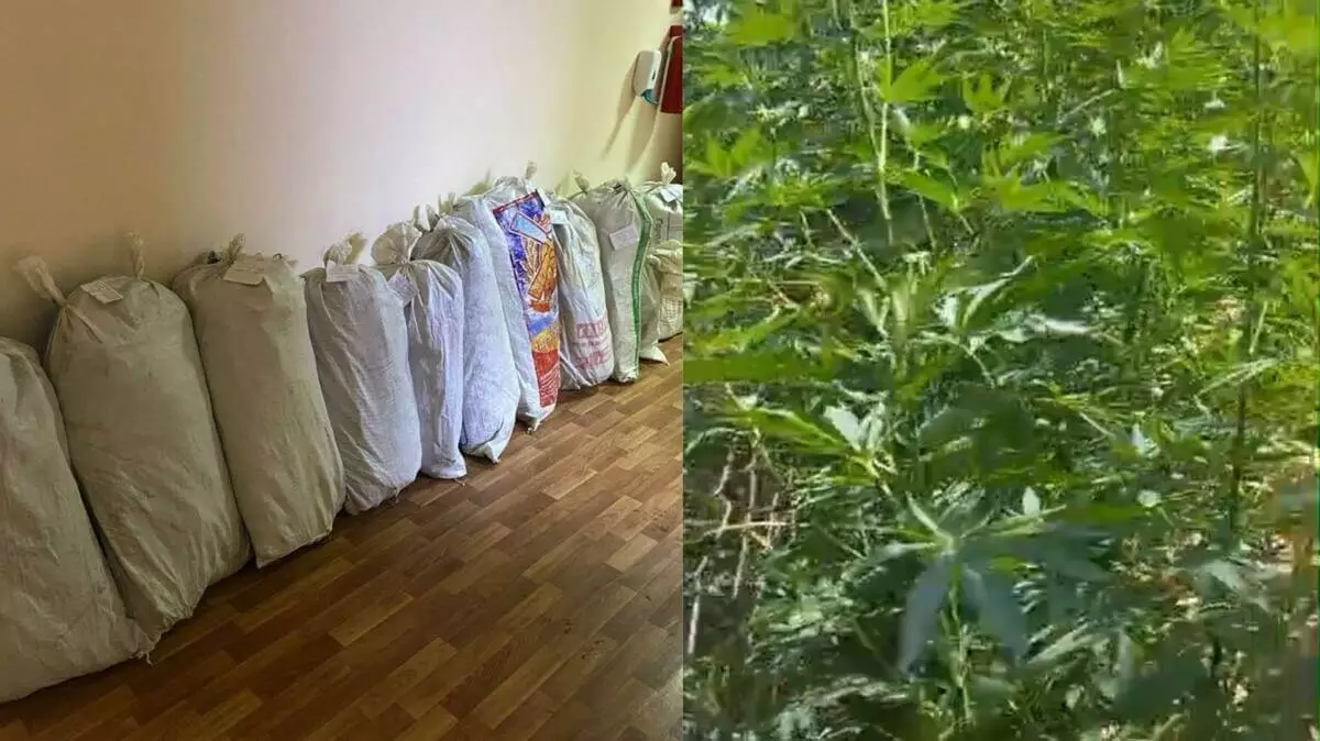 Более 280 кустов конопли вырастил в огороде житель Туркестанской области