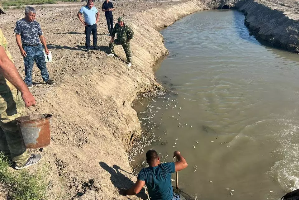 Рыба погибла в Тёплом канале в Атырау