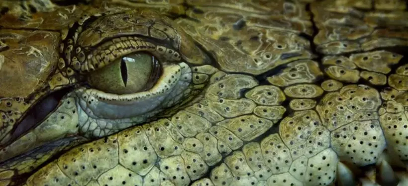 "Самый сильный укус среди всех животных на Земле": интересными кадрами о крокодилах поделились в зоопарке Алматы