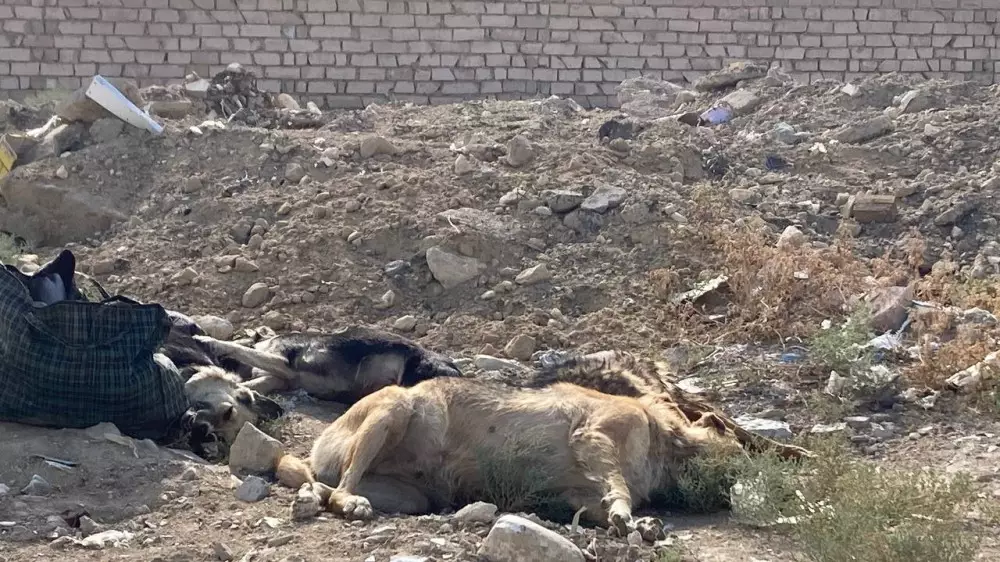 "Это настоящее беззаконие": мертвых собак обнаружили недалеко от Актау