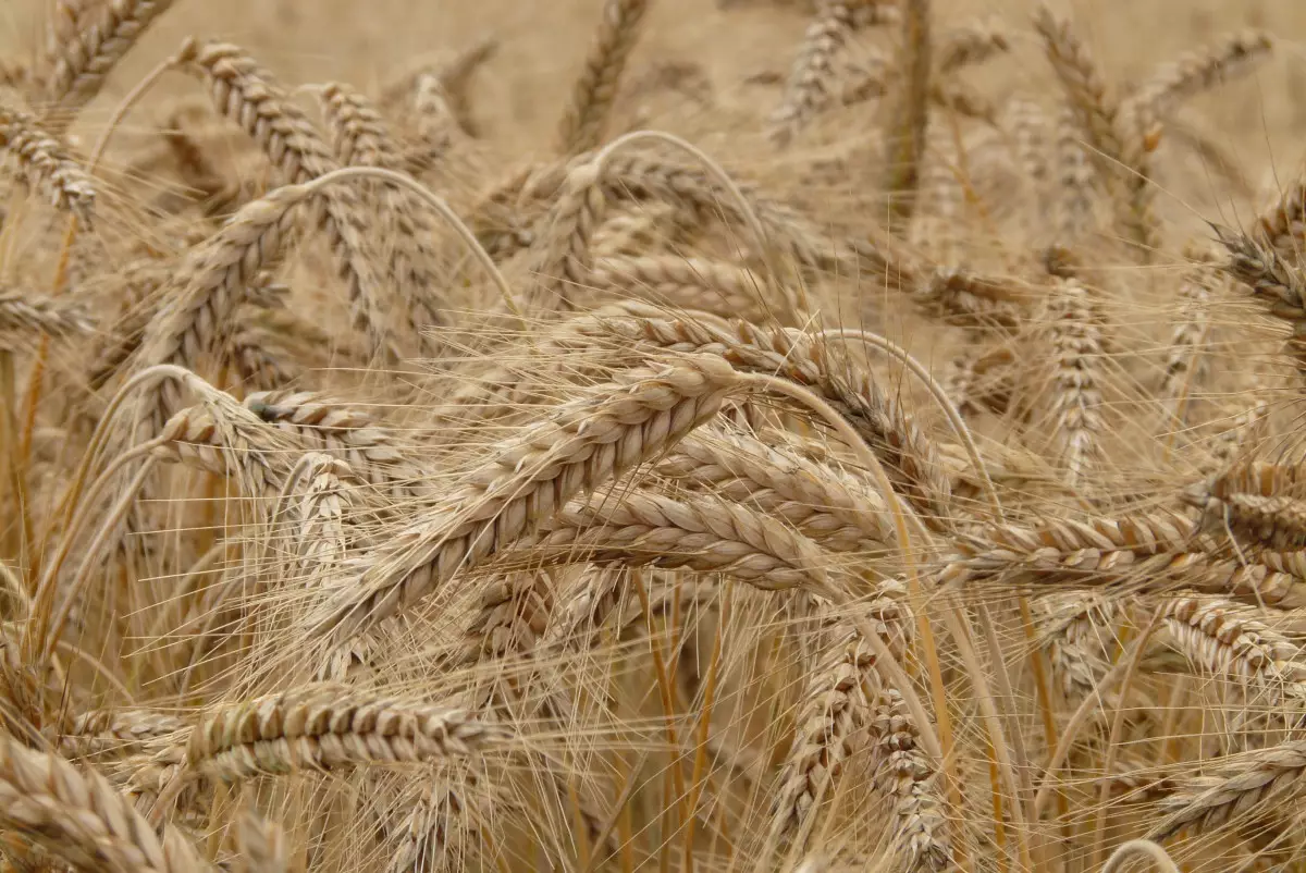 К чему может привести полный запрет на ввоз пшеницы из-за рубежа в Казахстан