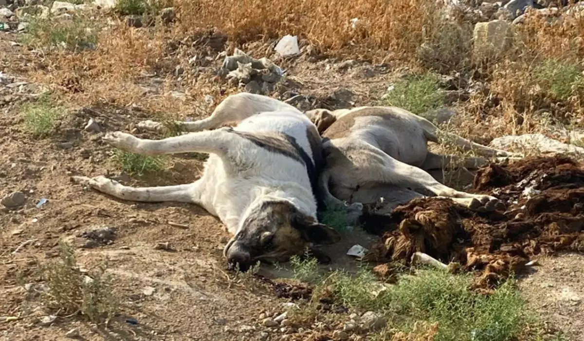 Трупы бездомных собак обнаружила жительница Актау (ВИДЕО)
