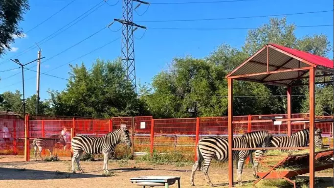 Зебры и журавли из Африки появились в Карагандинском зоопарке