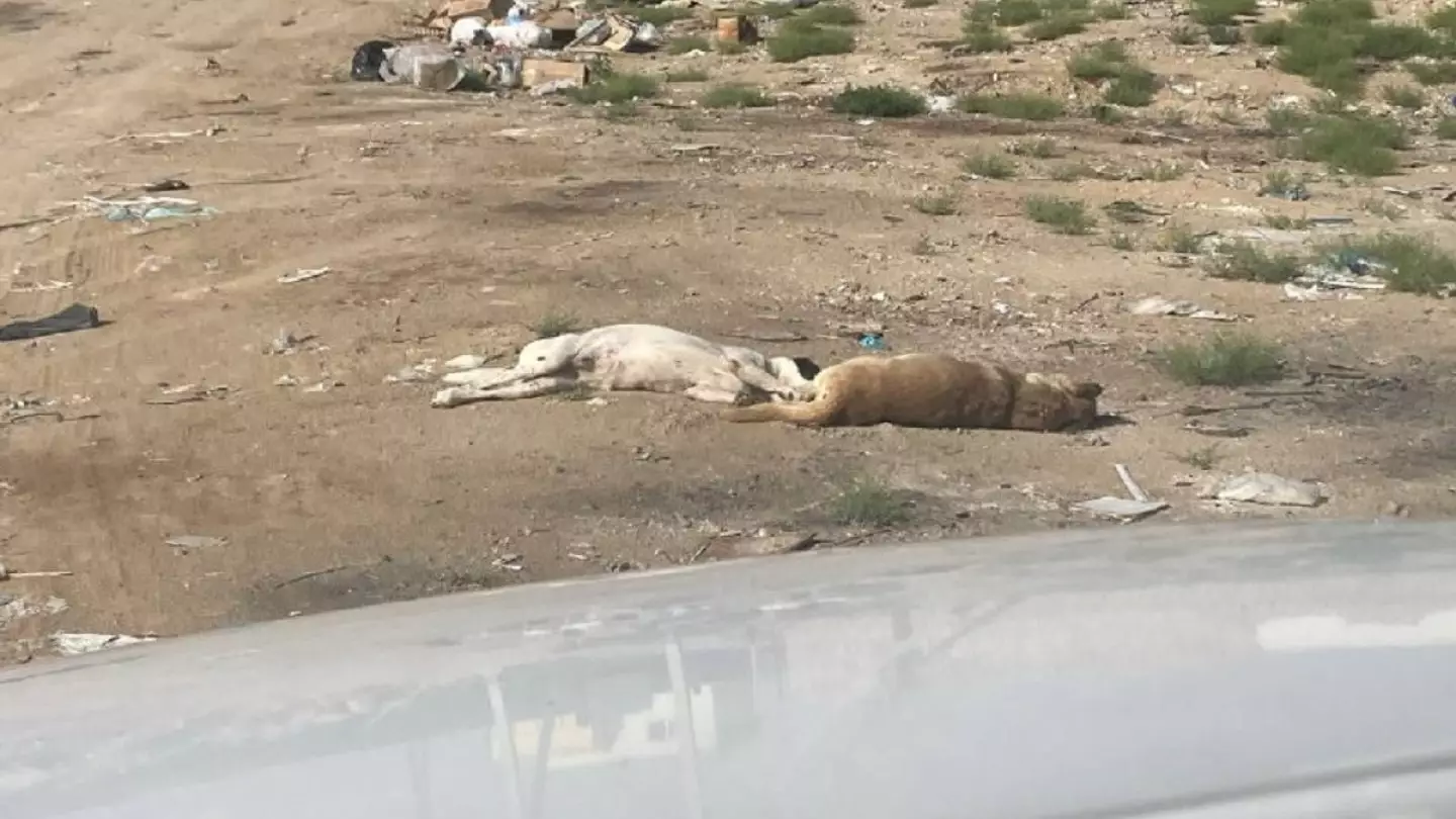 Трупы собак обнаружили в пригороде Актау