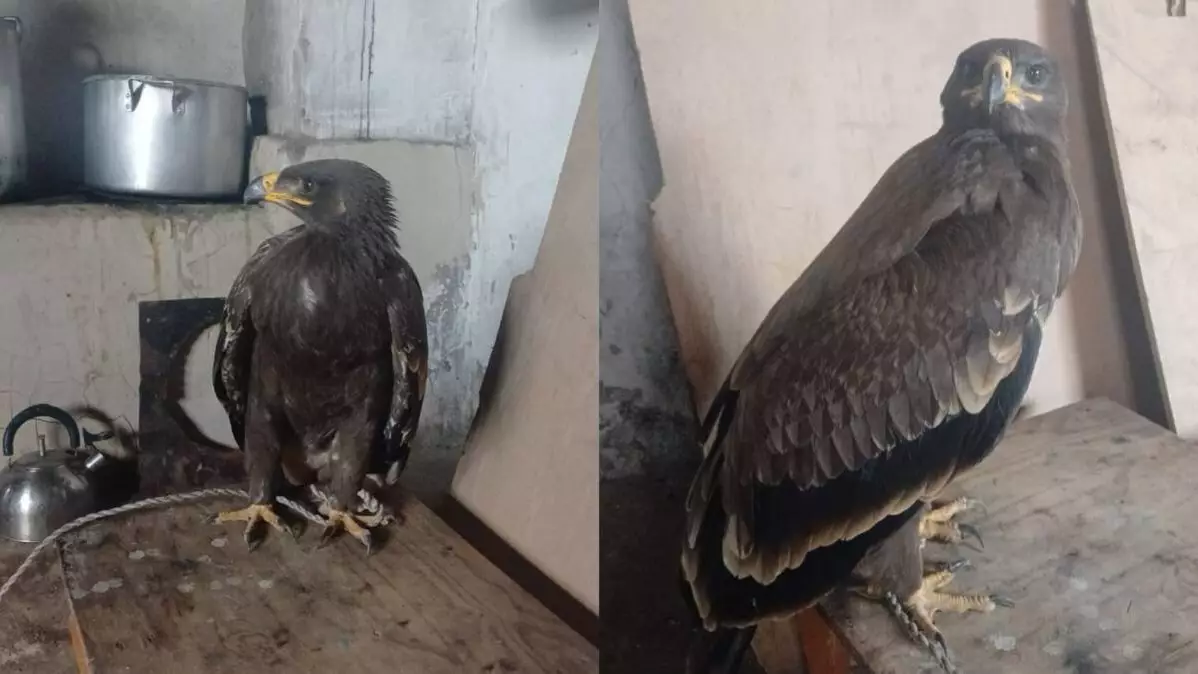 Подросток пытался продать краснокнижного степного орла через интернет в Карагандинской области