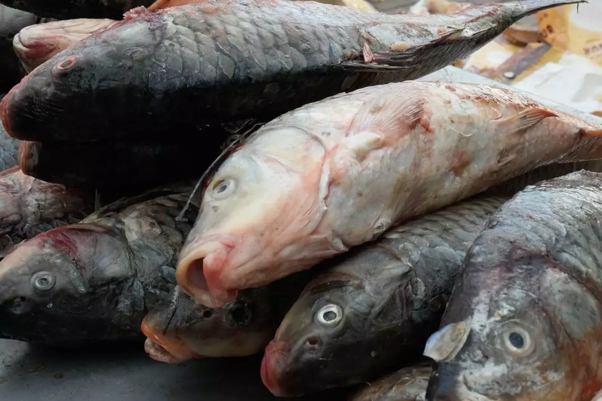 Казахстанец продал контрабандную рыбу в Евросоюз на 210 млн тенге