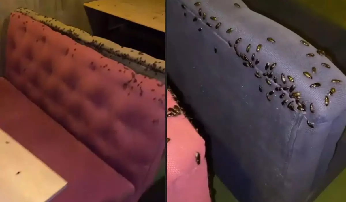 «Выпустили из лаборатории»: жуки атаковали жителей Костаная (ВИДЕО)