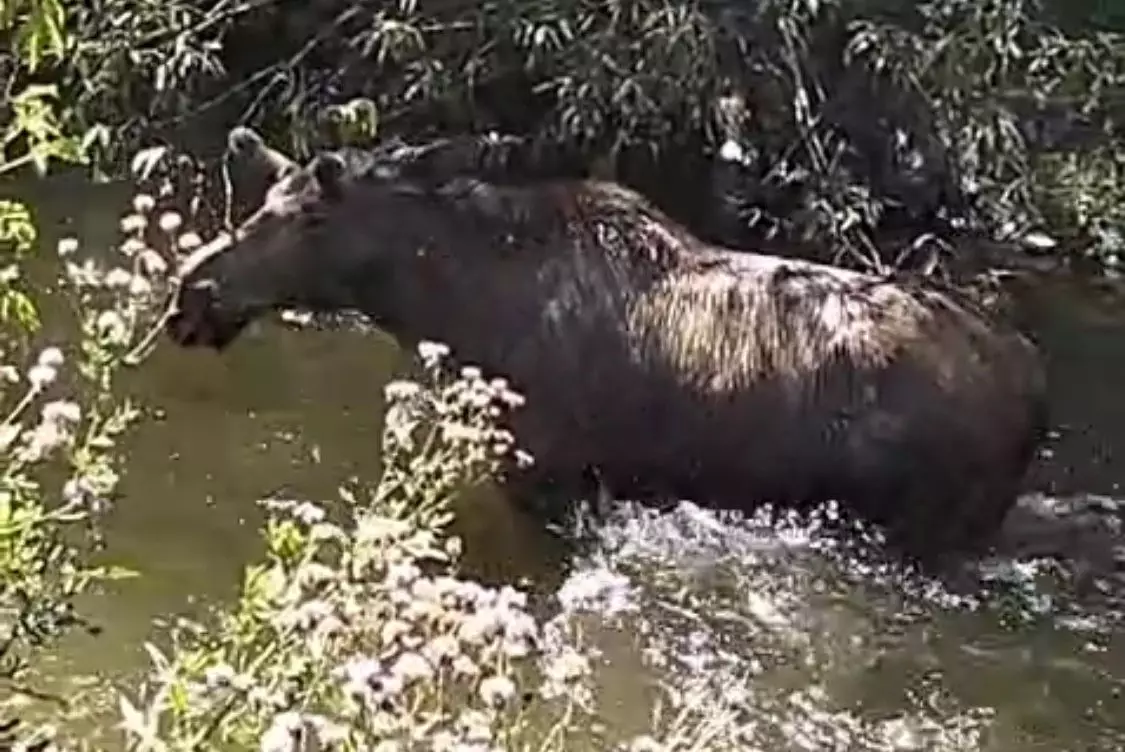 Спасение лося сняли на видео в Карагандинской области