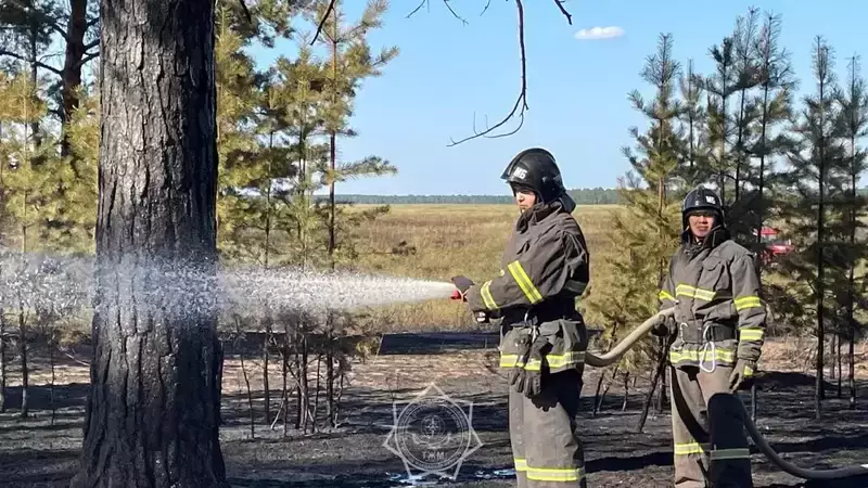 В лесу Абайской области разгорелся пожар