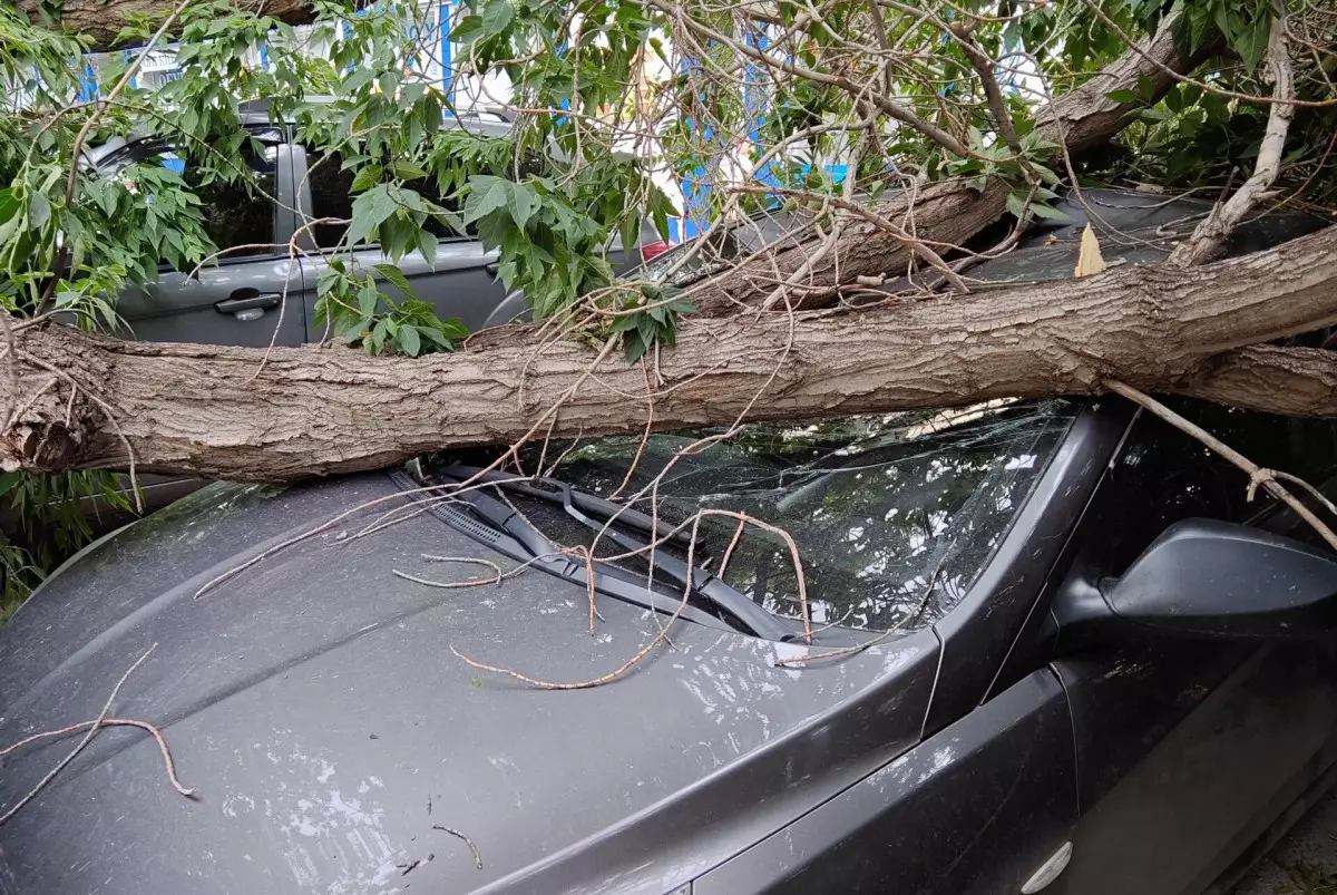 Дерево рухнуло на припаркованные авто в Костанае