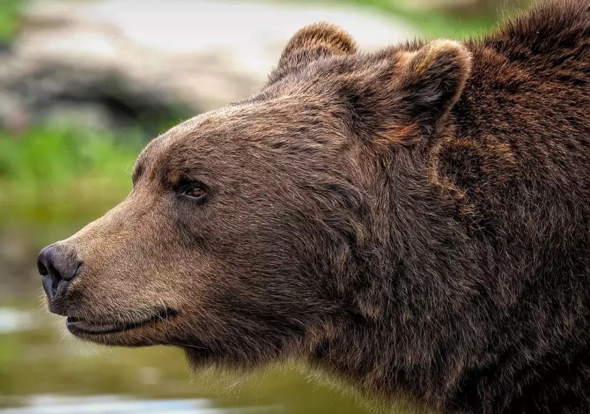 Жителей Серебрянскa напугали медведи