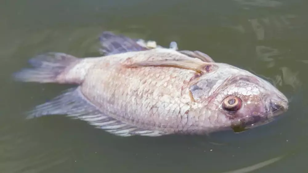 Мертвую рыбу обнаружили в двух водоемах в ЗКО