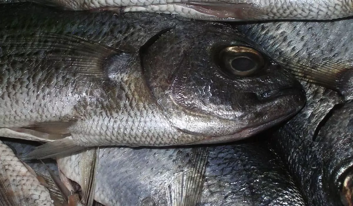 «Пахнет тухлятиной»: мертвой рыбой кишат два водоема в ЗКО